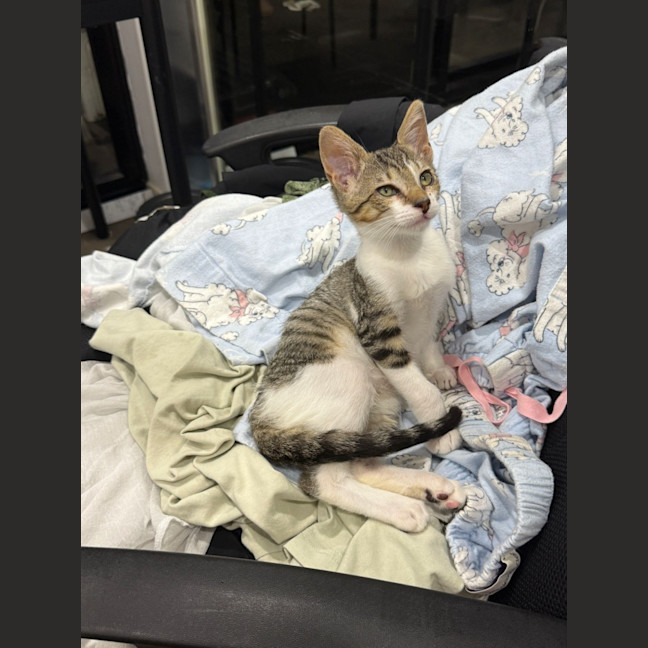 Photo of Willow