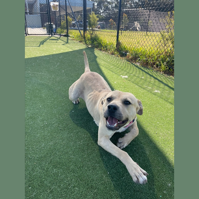 Photo of Alita Imp 1811