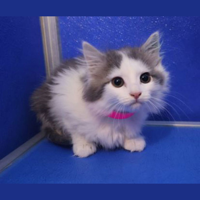 Photo of Tiny
