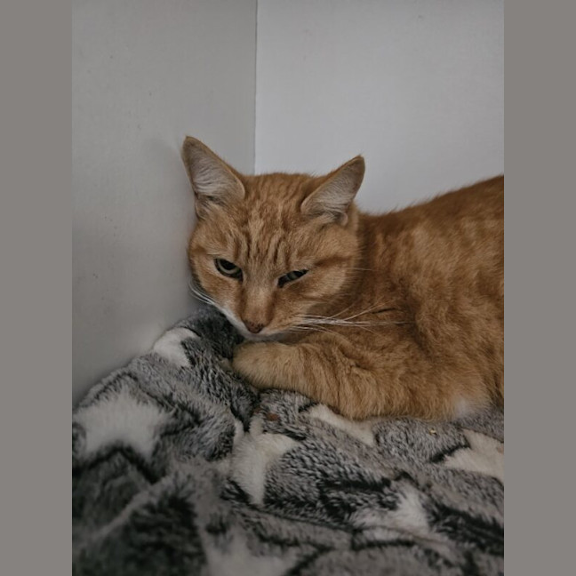 Photo of Tiger