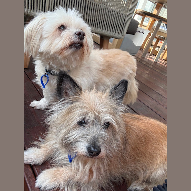 Photo of Honey   15 Year Old Cairn Terrier