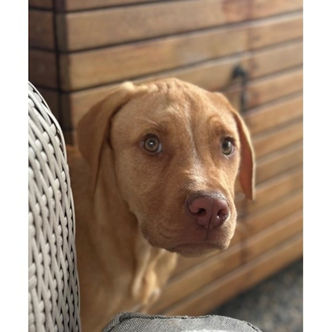 Photo of Dior *$350 Adoption Fee*