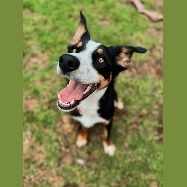 Photo of Bella