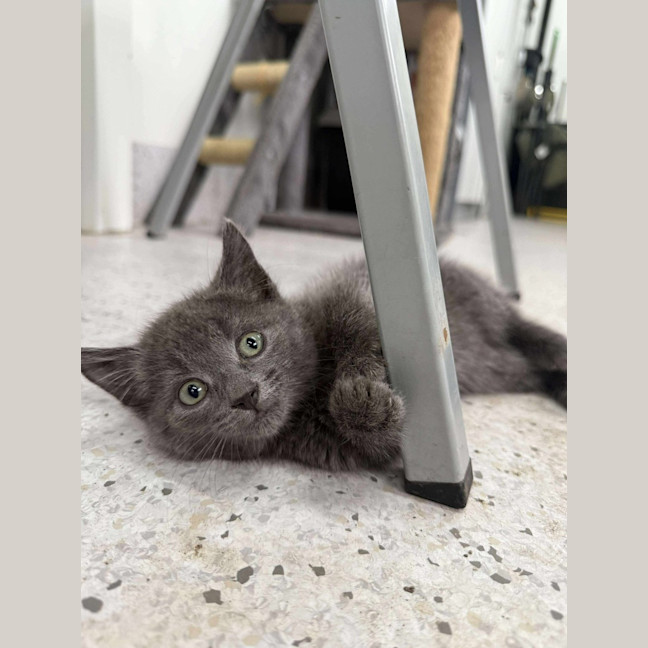 Photo of Pebbles