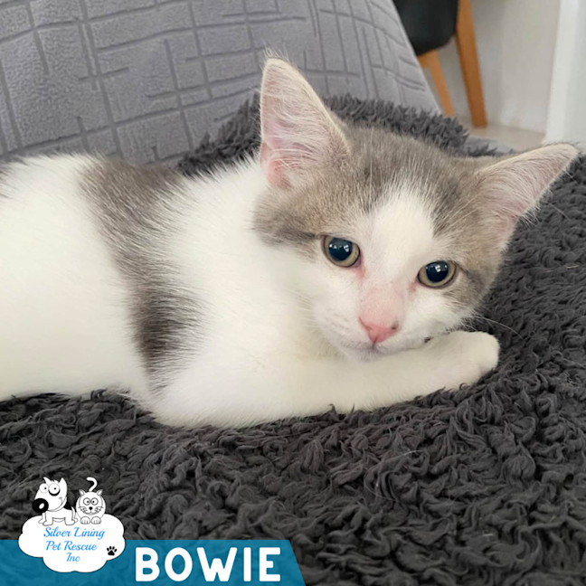 Photo of Bowie