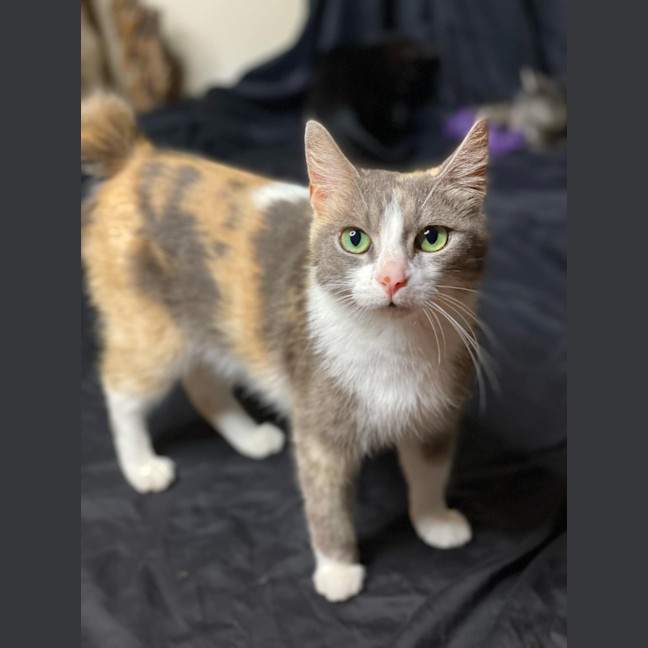 Photo of Lola   2 Year Old Manx X Dsh Dilute Calico