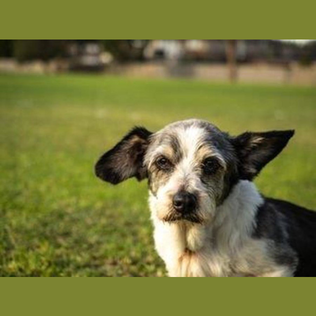 Photo of Gizmo Peggotty