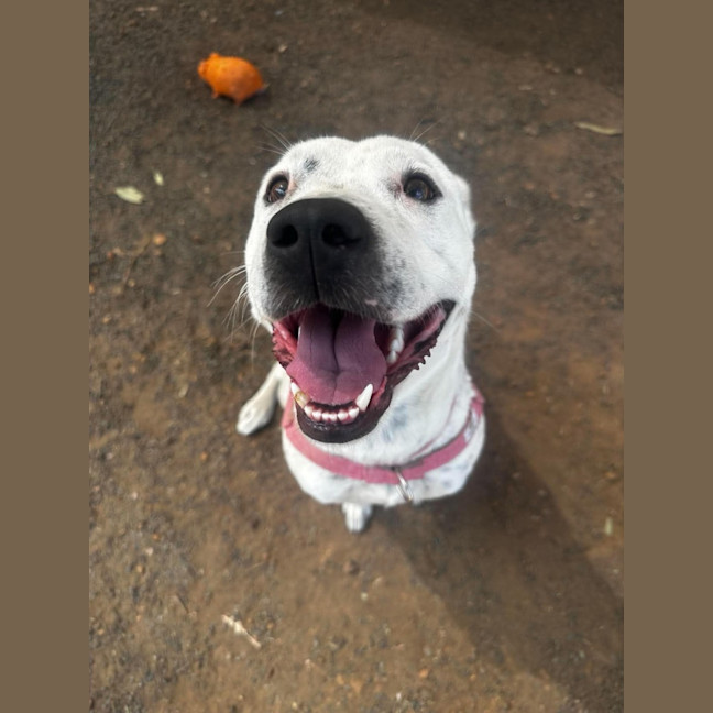 Photo of Dottie