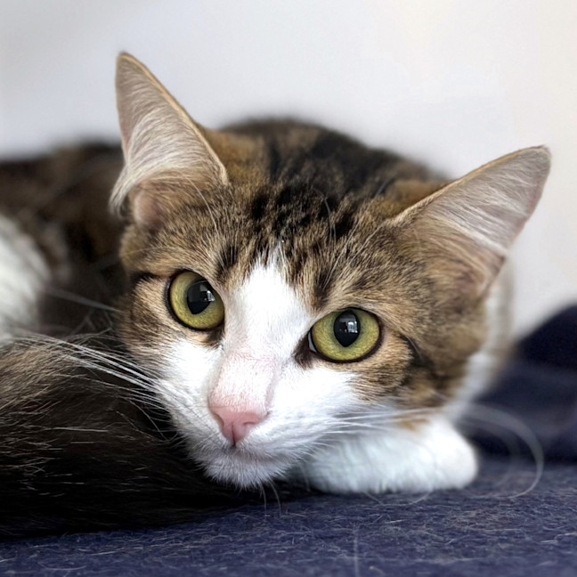 Photo of Tinsel Rsua013285