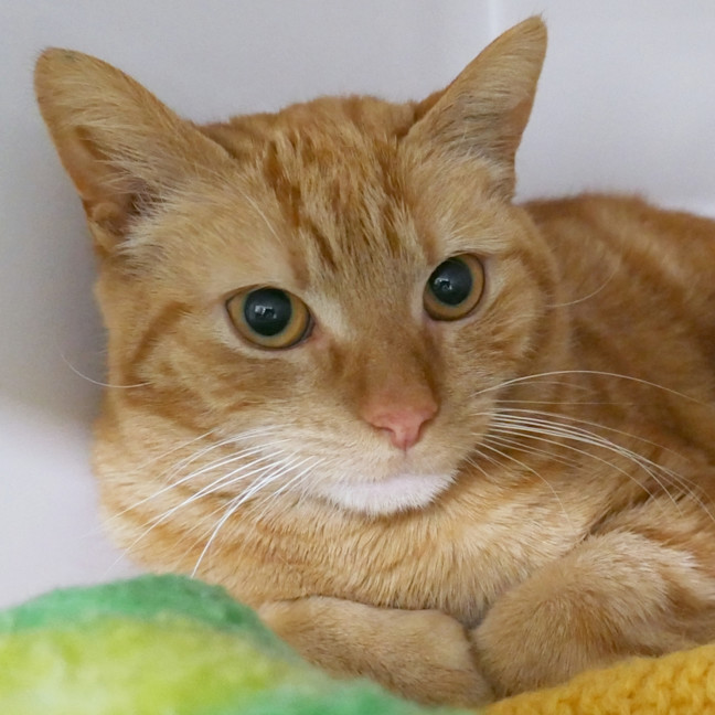 Photo of Butterscotch Sua014332