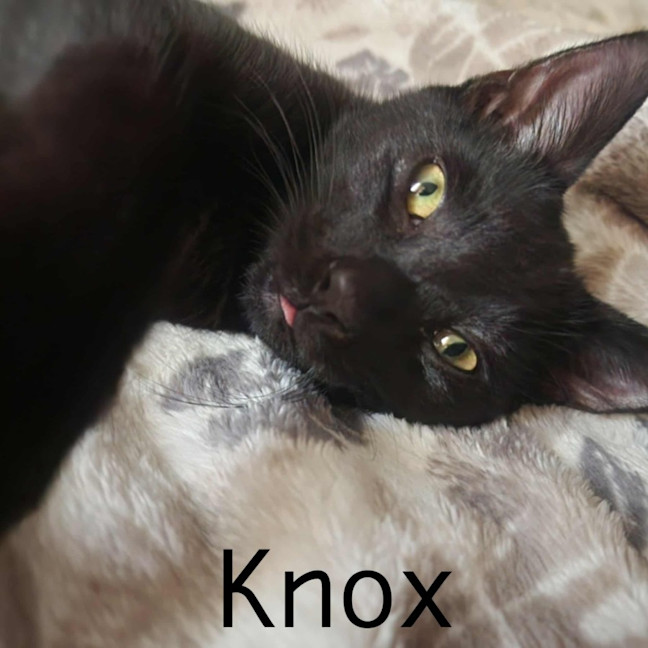 Photo of Knox