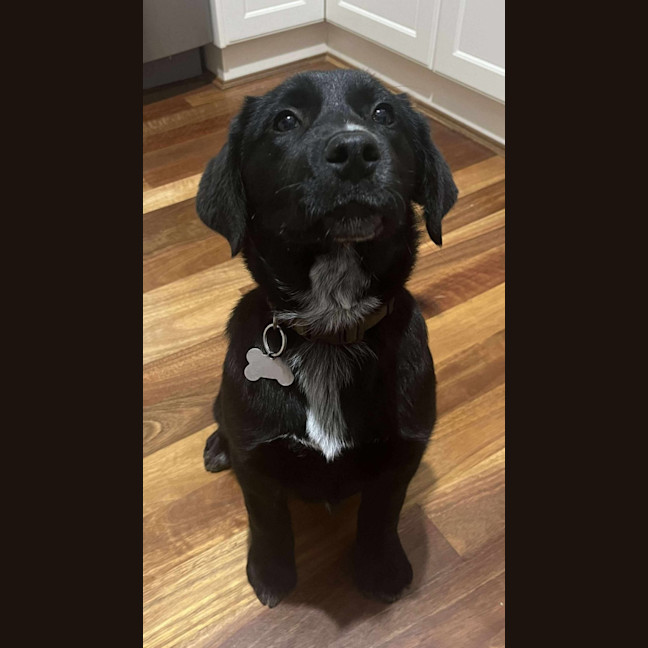 Photo of Roxie