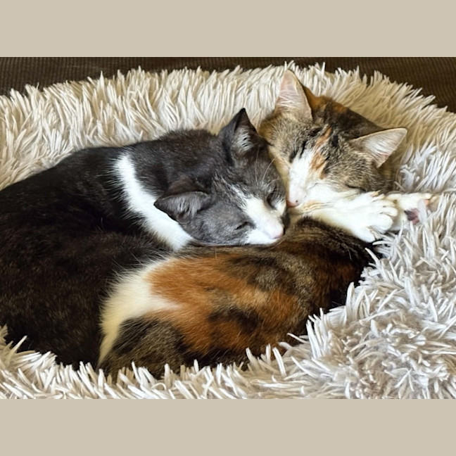 Photo of Comet *9 Lives Project Rescue*