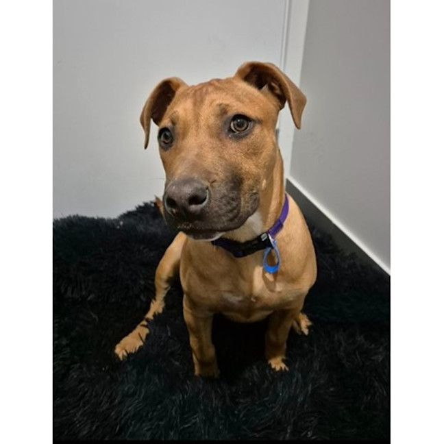 Photo of Cherry *$350 Adoption Fee*