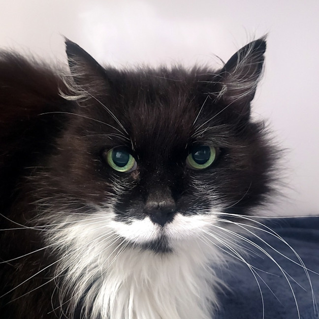 Photo of Link Sua013493