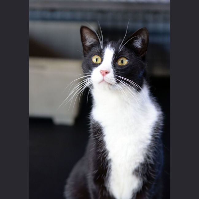 Photo of Leo And Lacy   Bonded Pair