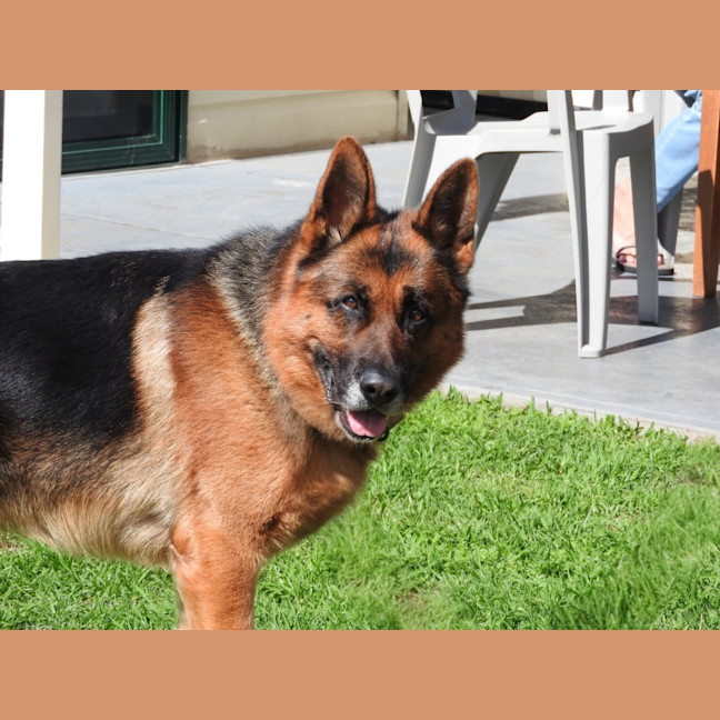 Photo of Max   4 Year Old