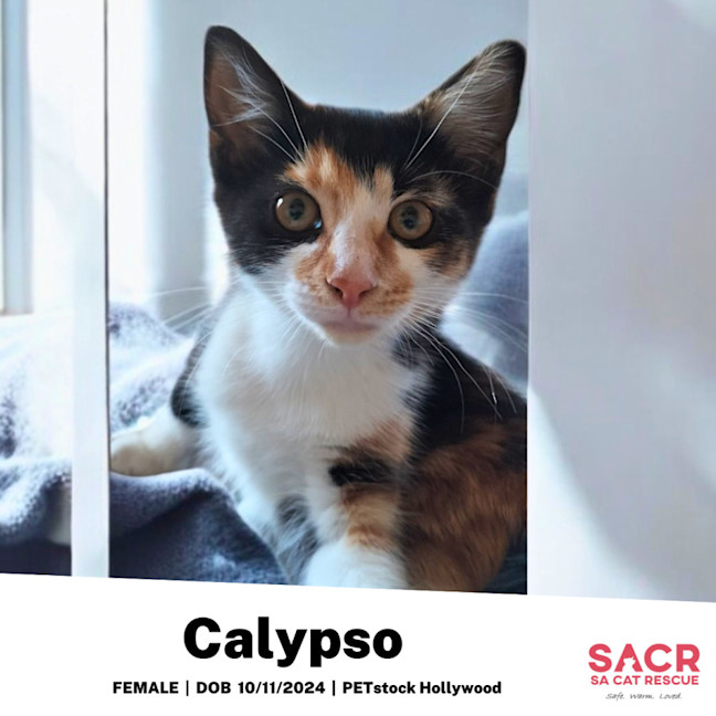 Photo of Calypso