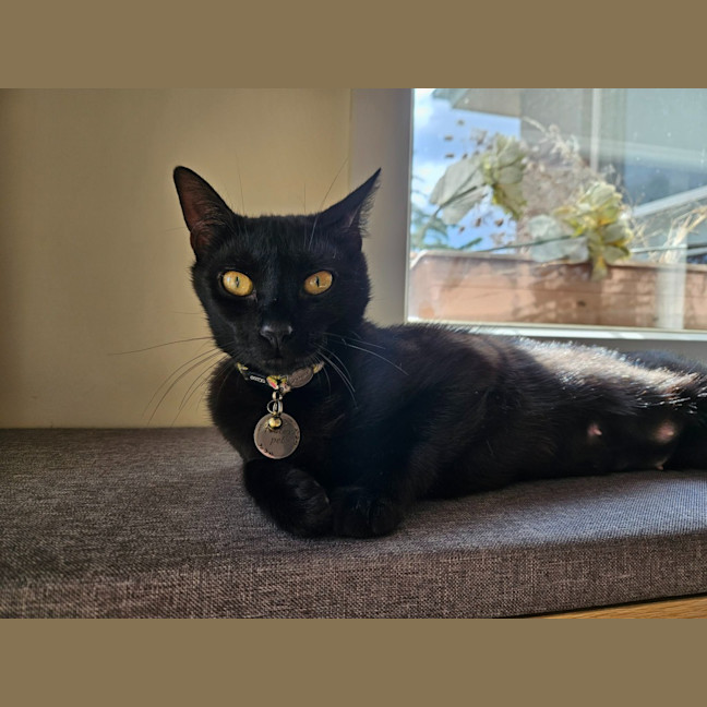 Photo of Perdie