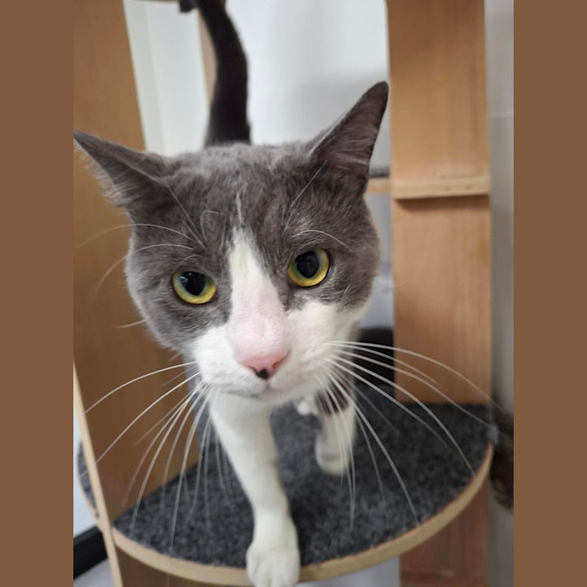 Photo of Vince (Bonded To Nikki)
