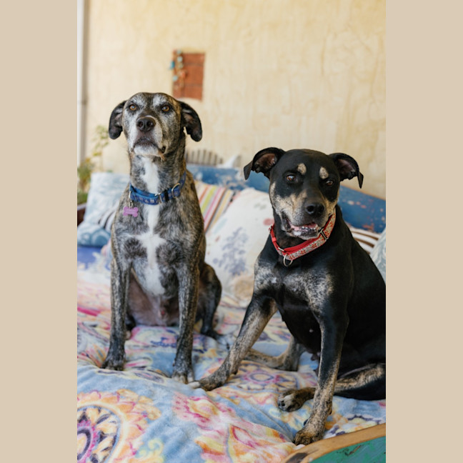 Photo of Misty And Boss