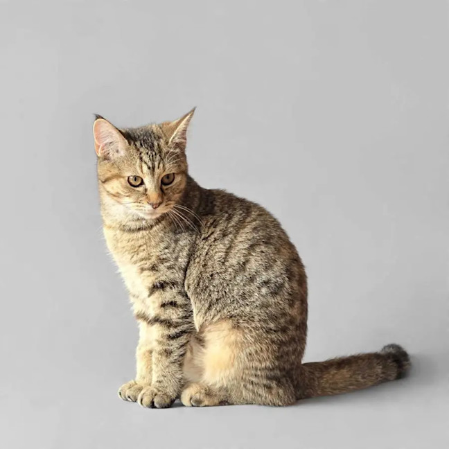 Photo of Cinnamon 