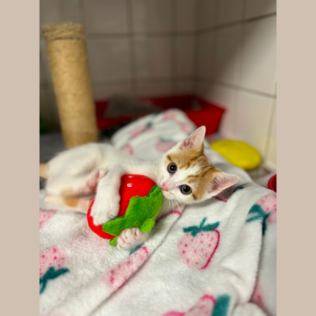 Photo of Apricot