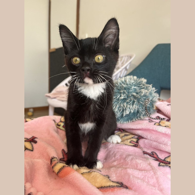 Photo of Nacho Available 19/11/24