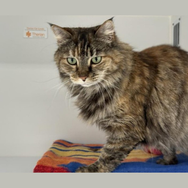 Photo of Nala
