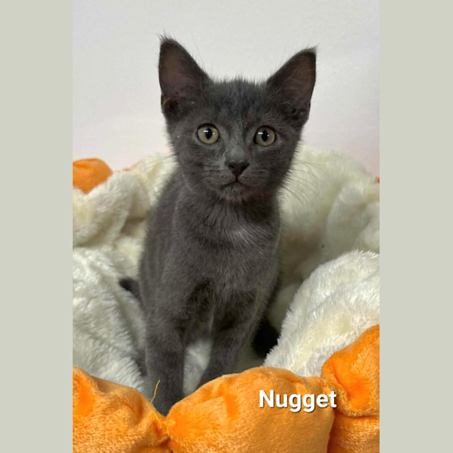 Photo of Nugget
