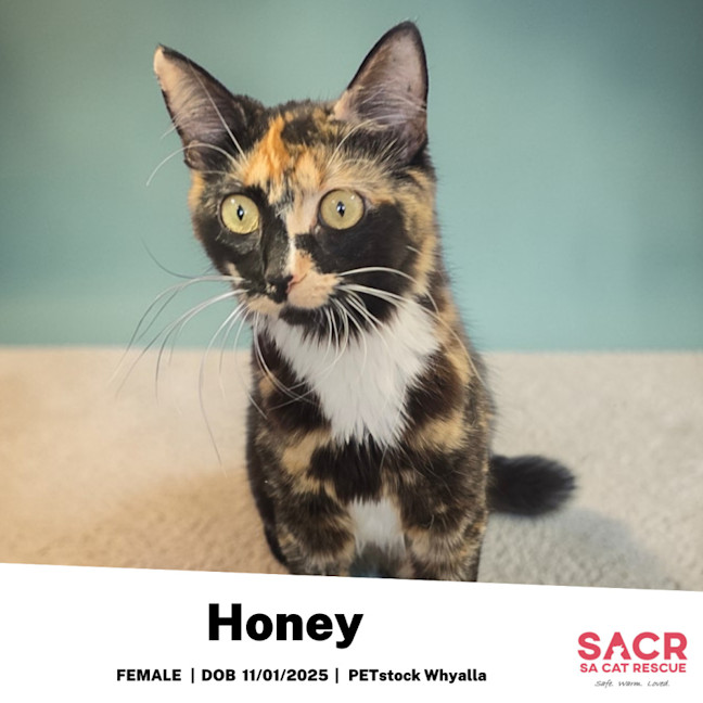 Photo of Honey