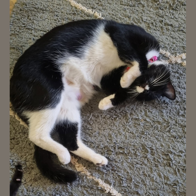 Photo of Pussycat