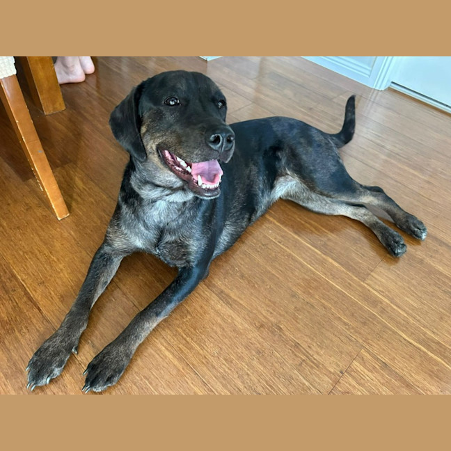 Photo of Charlotte 🌺 13 Month Old, Koolie X Labrador 