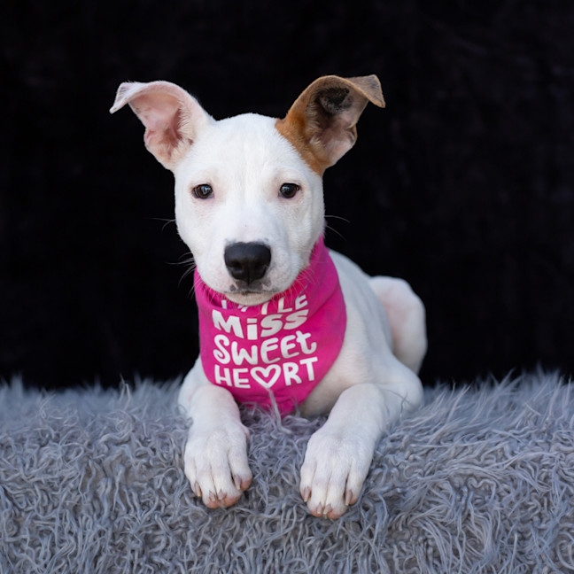 Photo of Harley