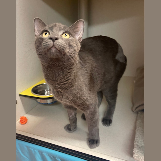 Photo of Atlas 