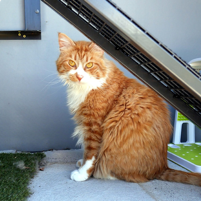 Photo of Tyber Sta013408