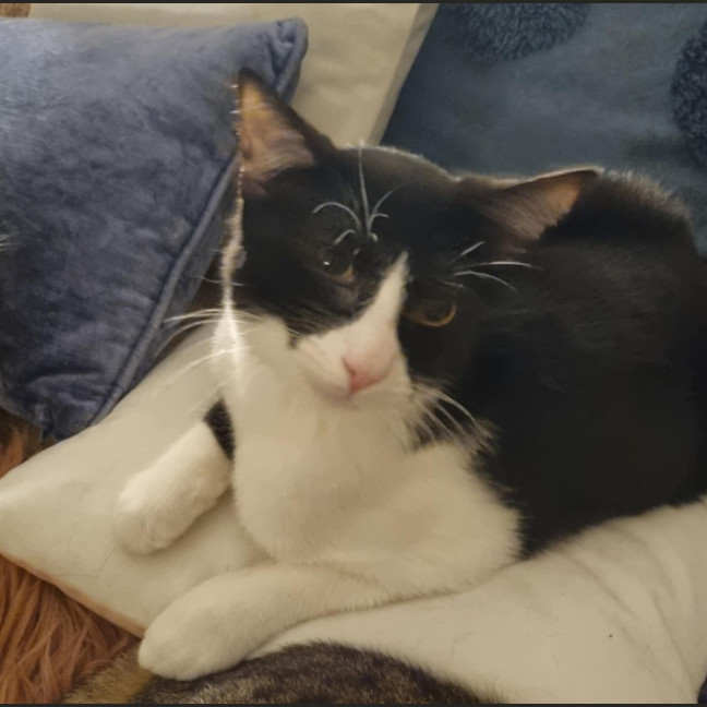 Photo of Angus