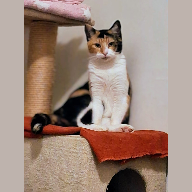 Photo of Salsa