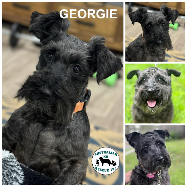 Photo of Georgie 