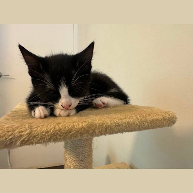 Photo of Daisy