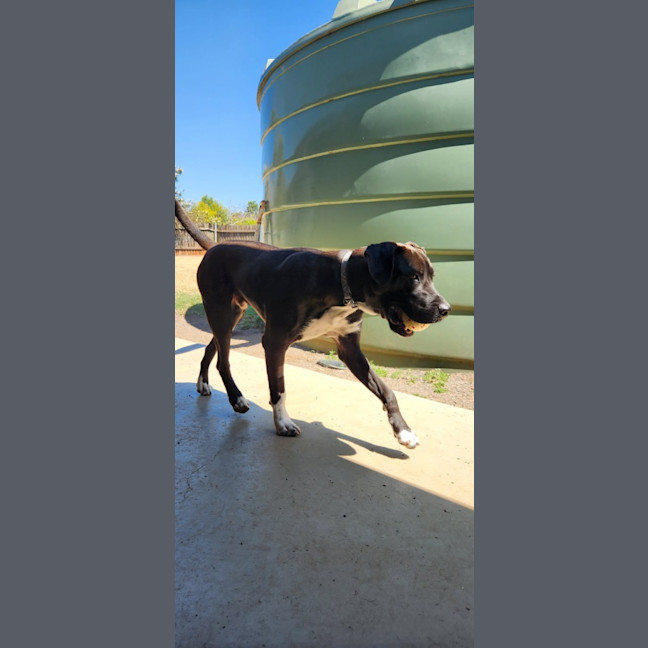 Photo of Milo