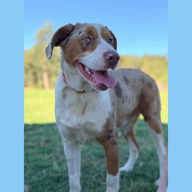 Photo of Nova