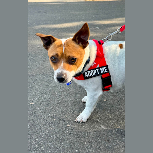 Photo of Poh   3 Year Old Fox Terrier