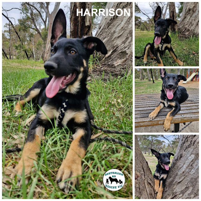 Photo of Harrison 