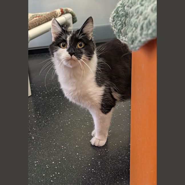 Photo of Checkers