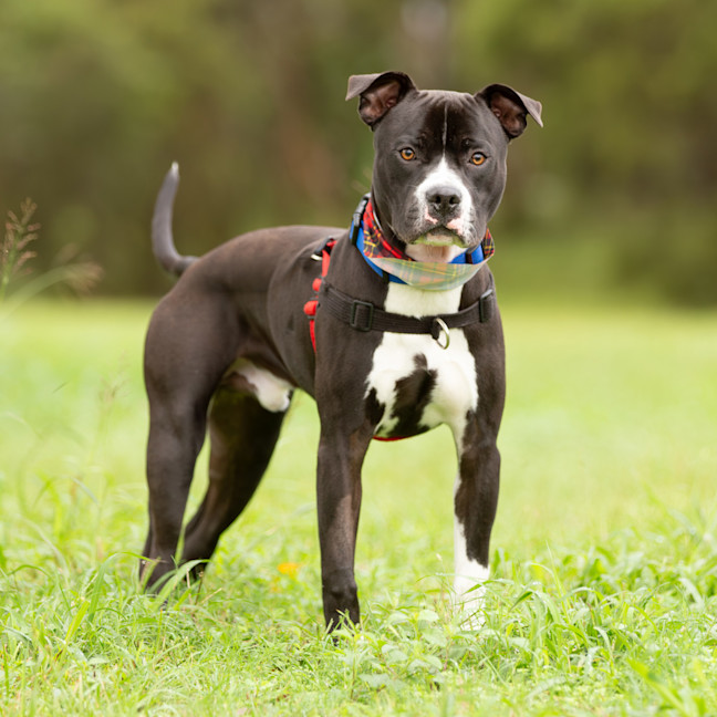 Photo of Odis