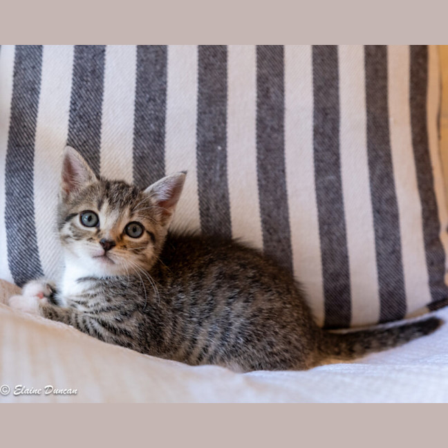 Photo of Button