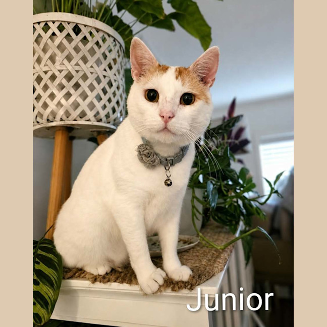 Photo of Junior