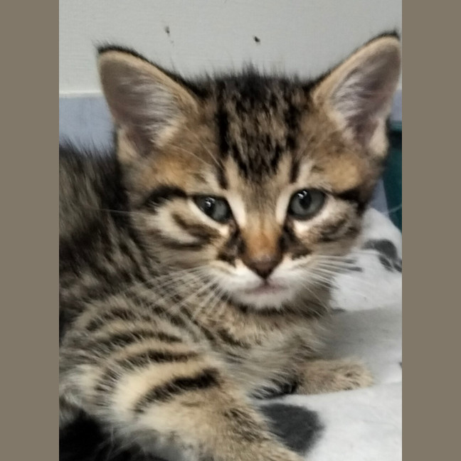 Photo of Milo