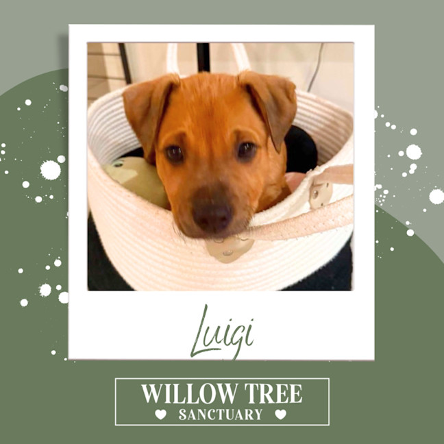 Photo of Luigi